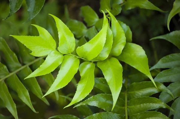 Rama de helecho verde — Foto de Stock