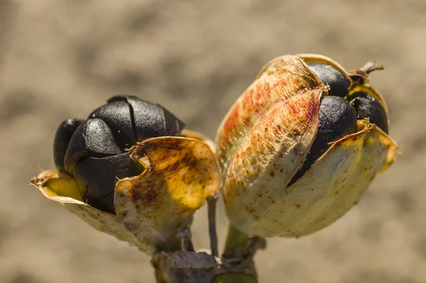 Pancratium maritimum, schwarze Samen und Schoten von Narzissen — Stockfoto