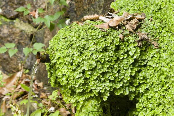 Liverworts growing on a water fountain. — Stock Photo, Image