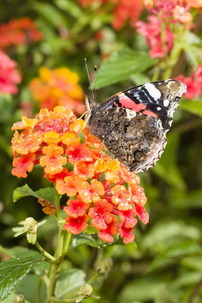 Almirante vermelho (Vanessa atalanta) borboleta colorida — Fotografia de Stock