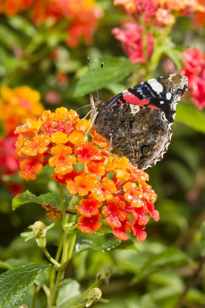 Almirante vermelho (Vanessa atalanta) borboleta colorida — Fotografia de Stock