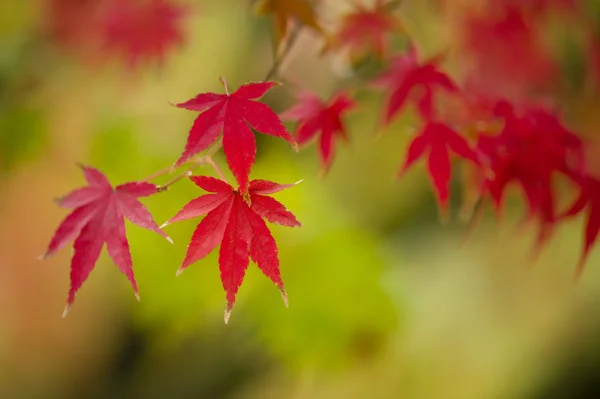 Árbol de arce de cerca en otoño —  Fotos de Stock