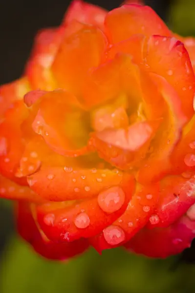 Красный и оранжевый цветок с каплями воды — стоковое фото