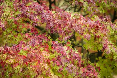 Akça ağaç sonbaharda kapat