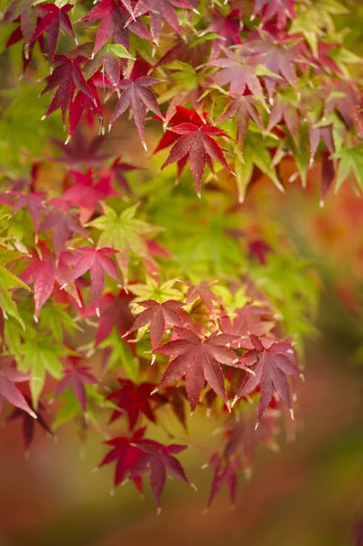 Albero acero da vicino in autunno — Foto Stock