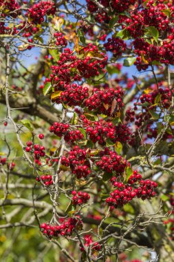 Ağaç üzerinde kırmızı meyveler 