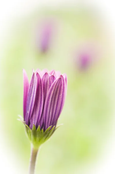 Bourgeon fleur marguerite pourpre — Photo
