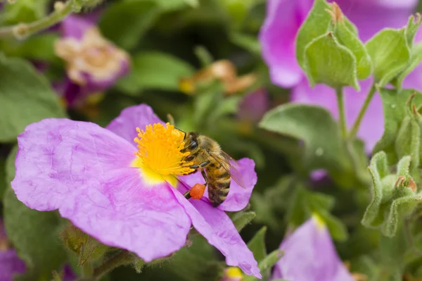 Bee collecting pollen from a rock rose — Stock Photo, Image