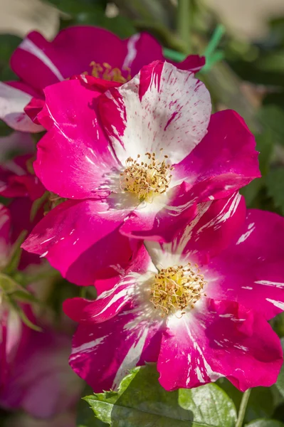 Colorful roses — Stock Photo, Image