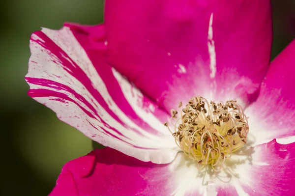 Colorful roses — Stock Photo, Image