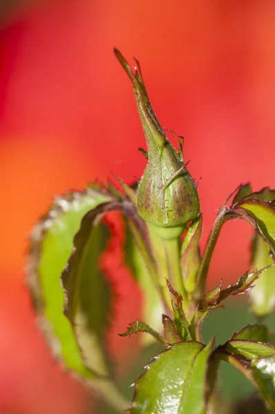 Kleurrijke rozen — Stockfoto