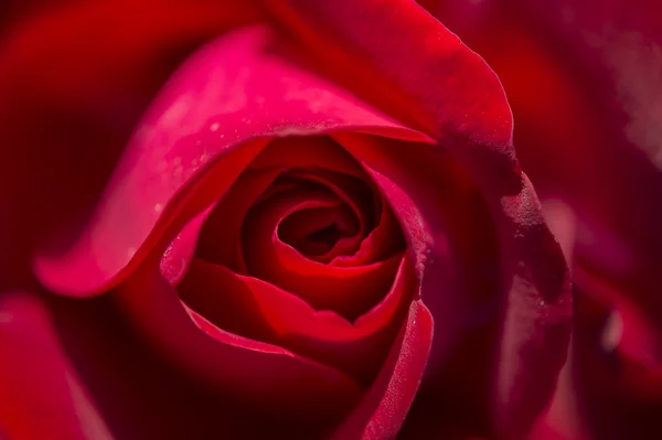 Colorful roses — Stock Photo, Image