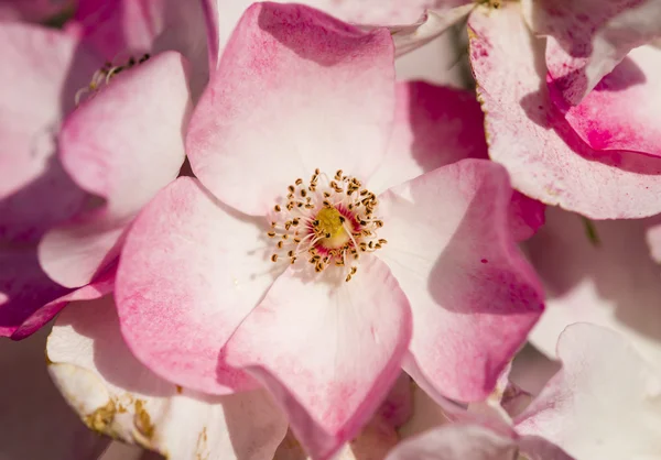 Kleurrijke rozen — Stockfoto