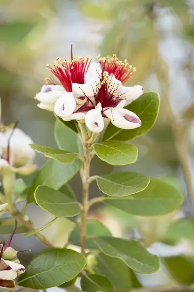 Flores vermelhas e brancas em uma árvore — Fotografia de Stock