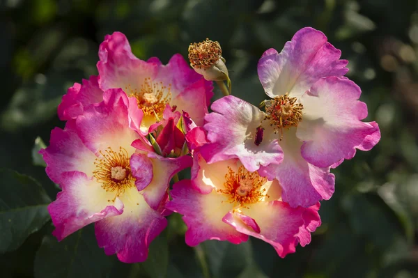 Kleurrijke rozen — Stockfoto