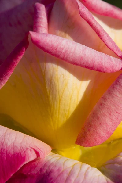Färgglada rosor — Stockfoto