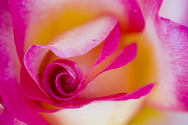 Colorful roses — Stock Photo, Image