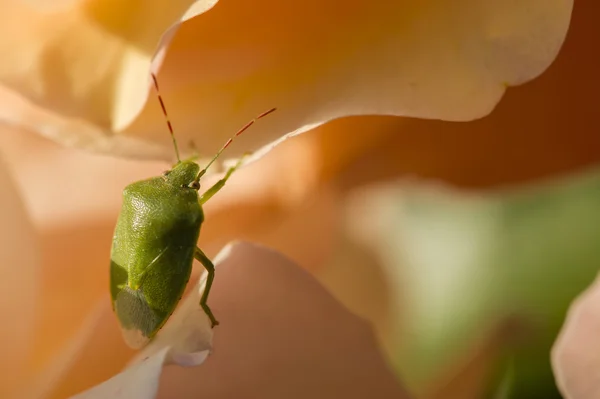 Green Shield bug em rosas coloridas — Fotografia de Stock