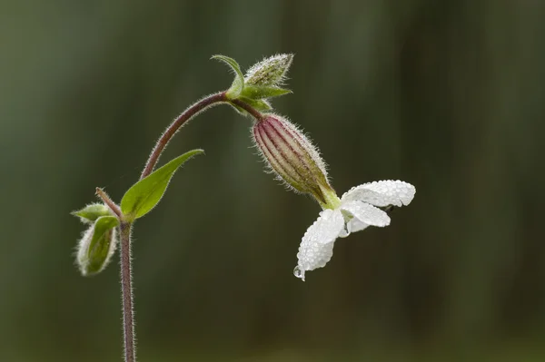 Soapwort, Saponaria, 흰 꽃 — 스톡 사진