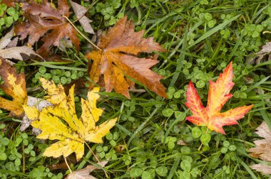 yere düşen yaprakları 