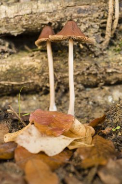 Kahverengi ağaç gövdeleri üzerinde büyüyen mantar 