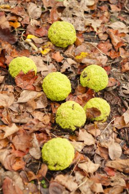 Maclura pomifera ağaç meyve