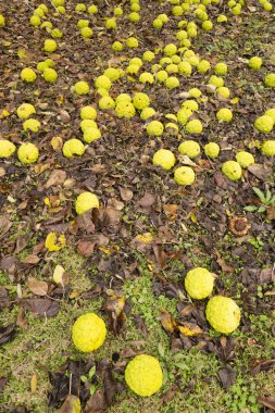 Maclura pomifera ağaç meyve