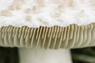 Amanita vittadinii mantar 