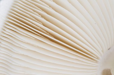 Amanita vittadinii mantar 