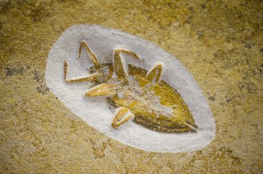Böcek fosil, nesli tükenmiş coleopteron cinsi