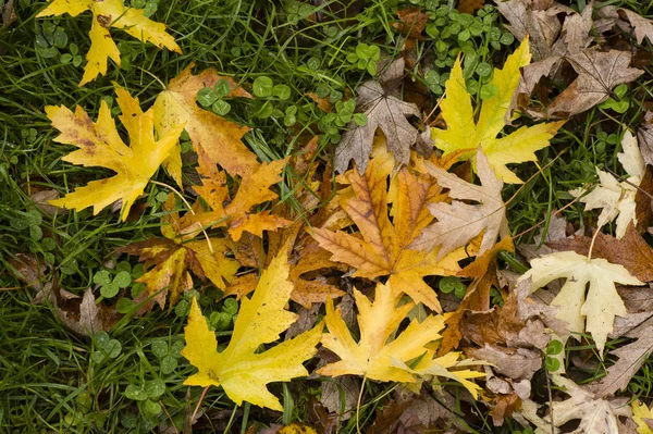 Leaves fallen on ground — Stock Photo, Image