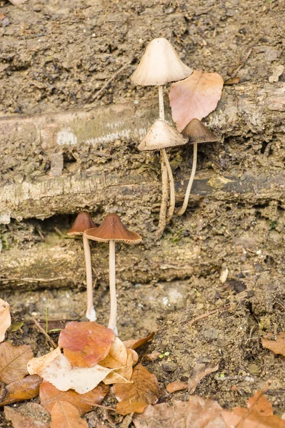 Champiñones marrones creciendo en troncos de árboles — Foto de Stock