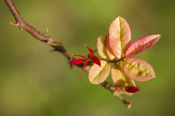 Brotes de hojas de rosas ornamentales — Foto de Stock