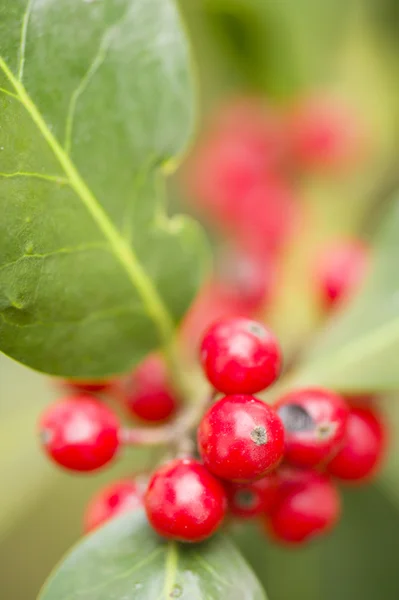 Bayas rojas de matorrales de sotobosque —  Fotos de Stock