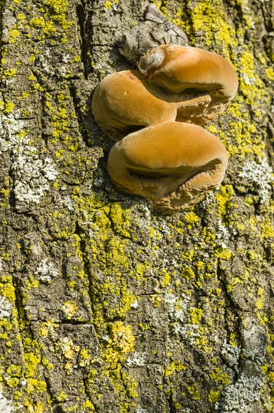 Brown paddestoelen groeien op boomstammen — Stockfoto