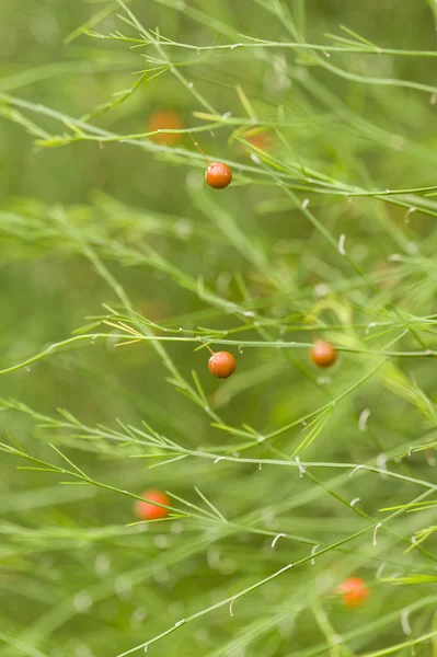 Red and orange berries — Stock Photo, Image