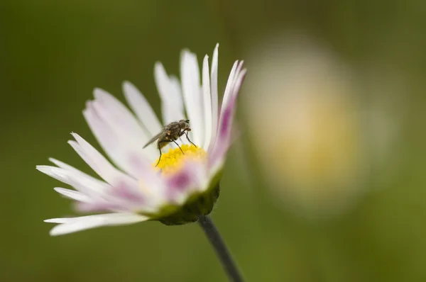 Fliege auf Gänseblümchen — Stockfoto