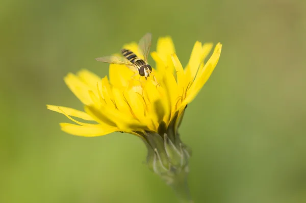 Mouche syrphile sur pissenlit jaune — Photo