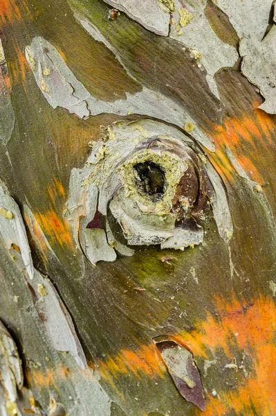 Cypress tree bark detail — Stock Photo, Image