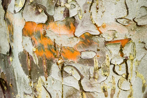 Cypress tree bark detail — Stock Photo, Image