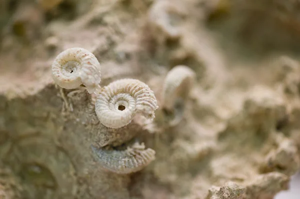 Shell fossielen op versteend zand steen — Stockfoto