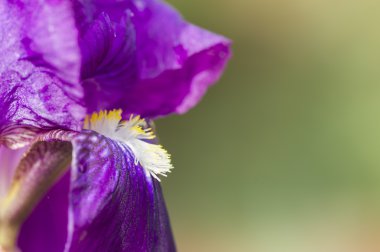 Iris Mor çiçek yakın çekim 