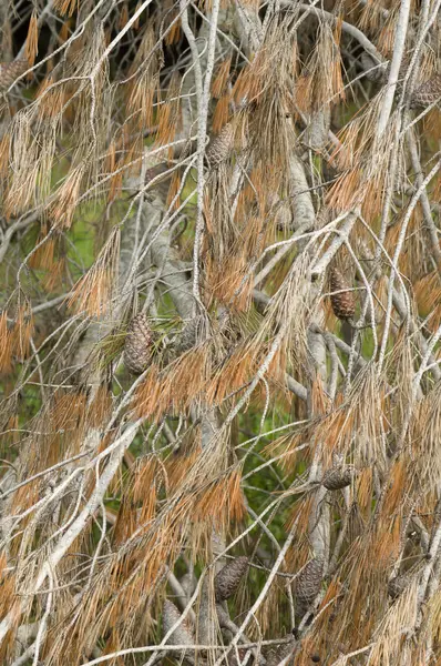 Pine branches — Stock Photo, Image