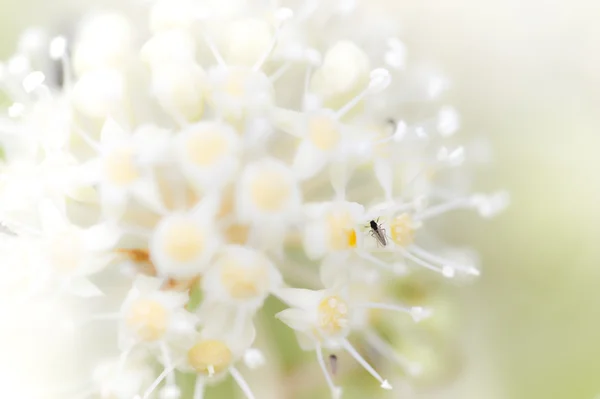 Mosca negra sobre flores blancas —  Fotos de Stock
