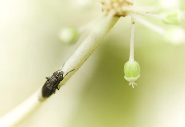 Schwarze Fliege auf weißen Blüten — Stockfoto