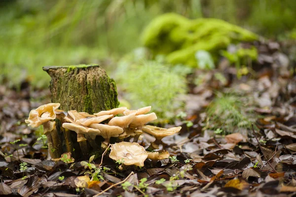 Bruine paddestoelen groeien op een boomstronk — Stockfoto