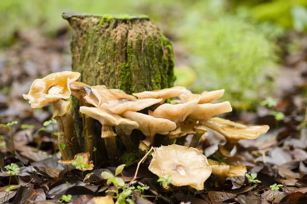 Bruine paddestoelen groeien op een boomstronk — Stockfoto