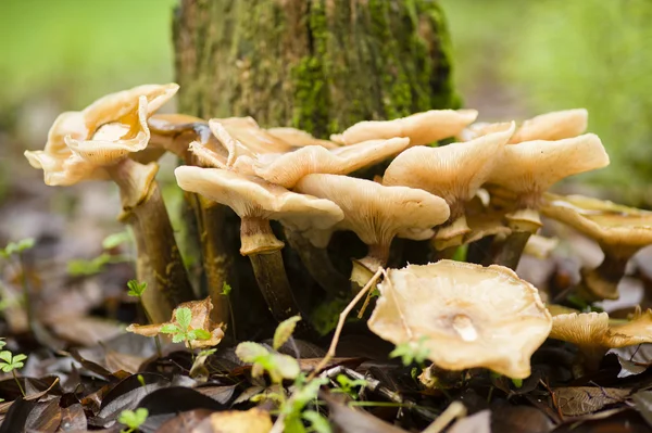 Champiñones marrones creciendo en un tronco de árbol — Foto de Stock