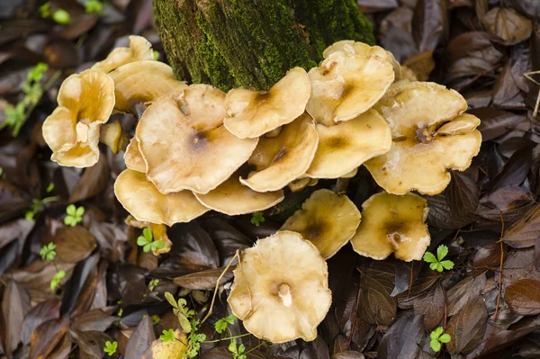 Bruna svampar växer på en stubbe — Stockfoto