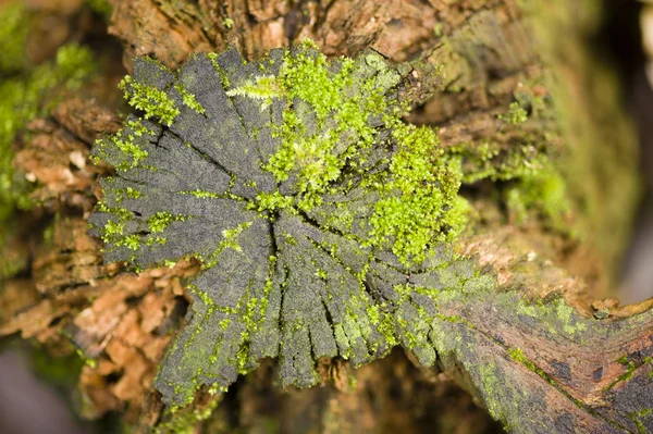 Πράσινο ανάπτυξης βρύου σε ένα κούτσουρο δέντρου — Φωτογραφία Αρχείου